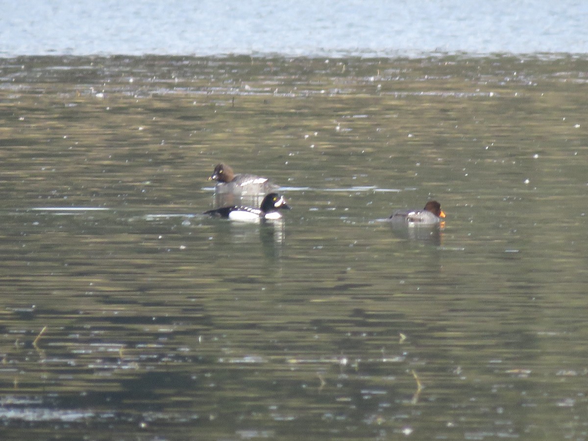 Barrow's Goldeneye - Curtis Mahon