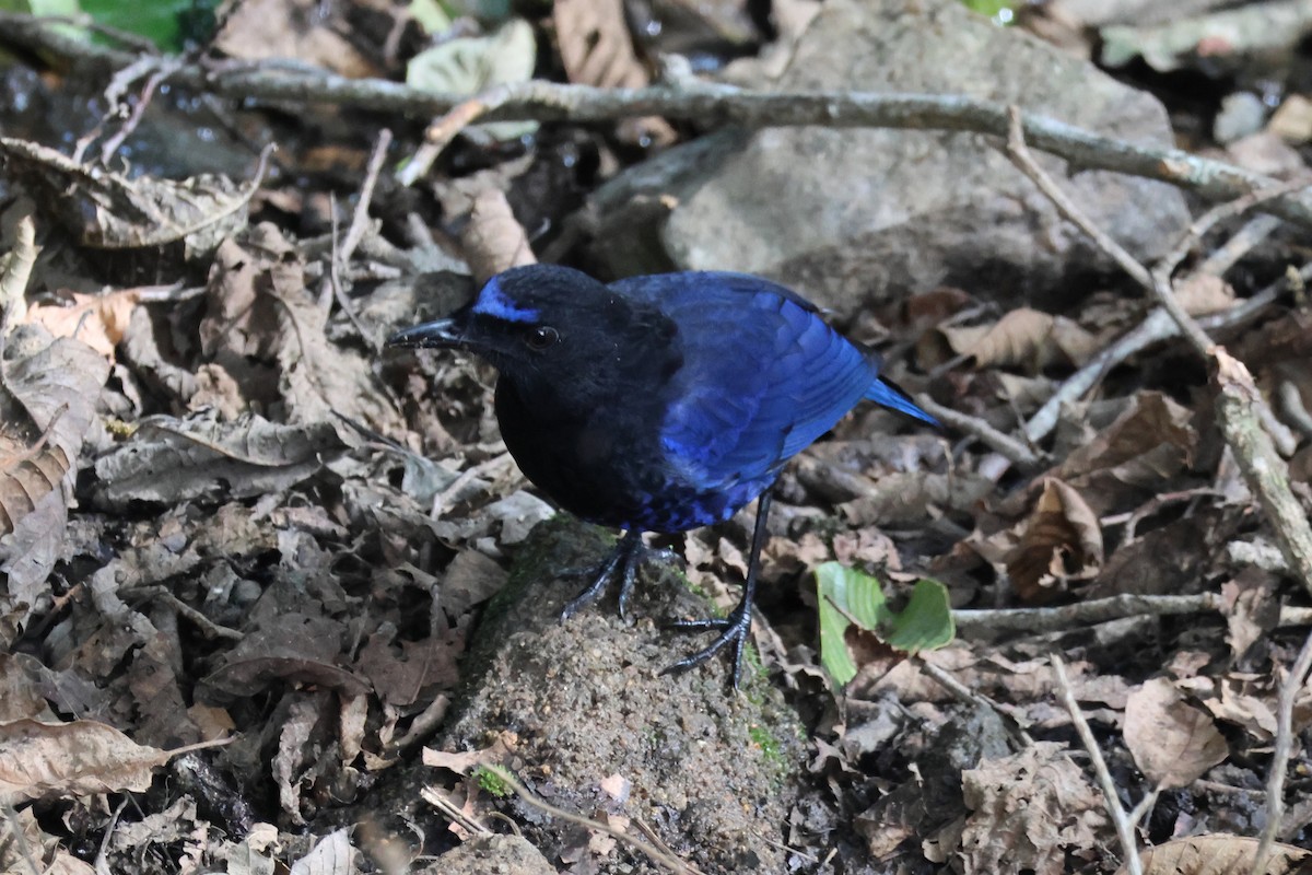Малабарская синяя птица - ML615919737
