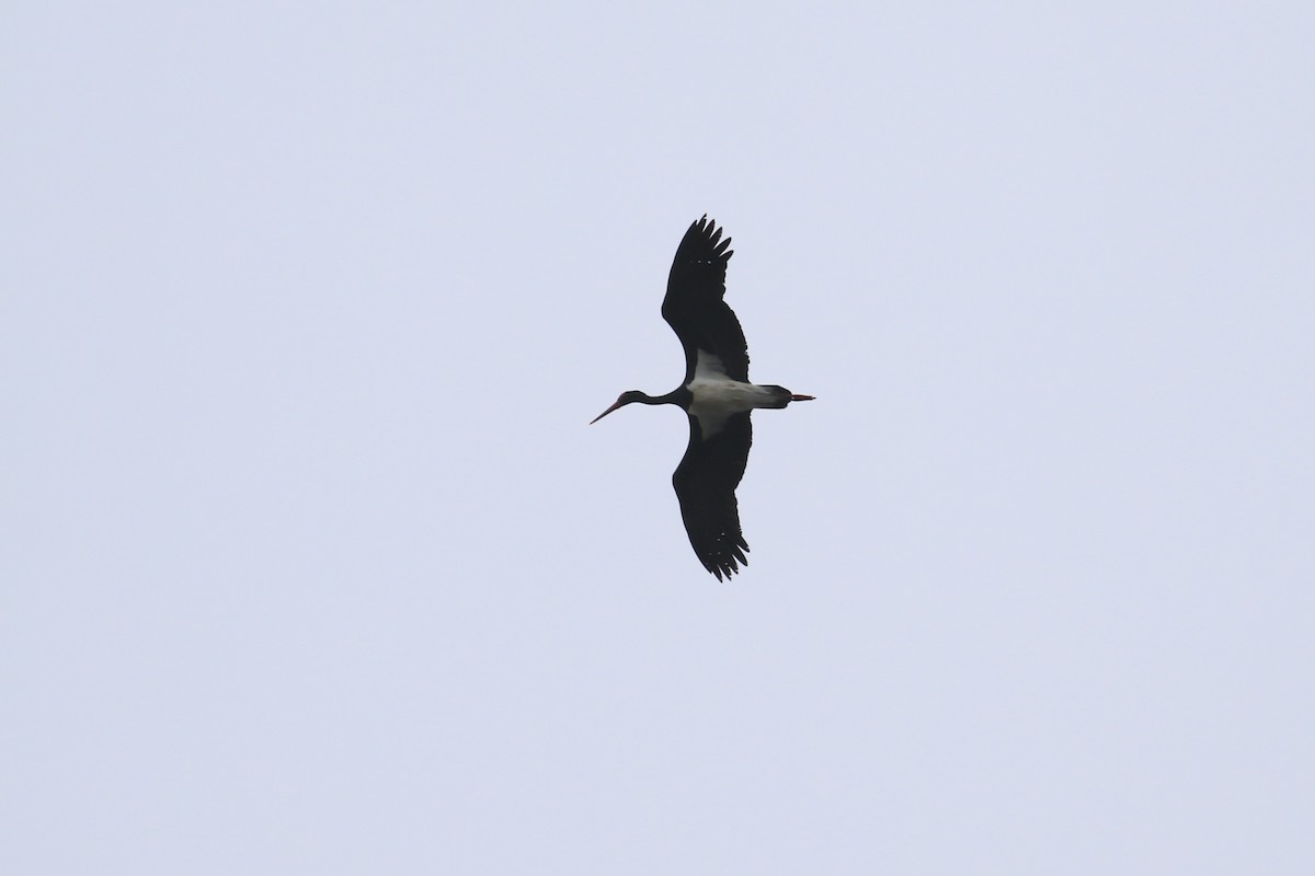 Black Stork - ML615919816