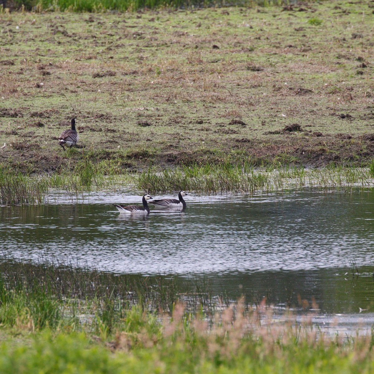 Barnacle Goose - ML615919843