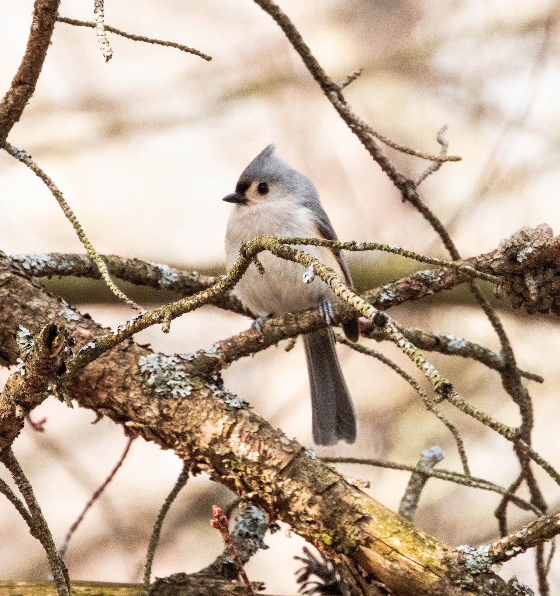 Tufted Titmouse - ML615919848