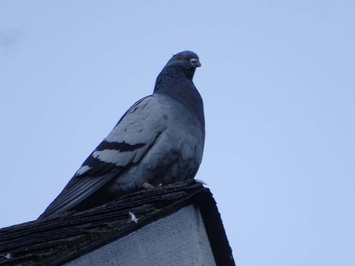 Rock Pigeon (Feral Pigeon) - ML615919876