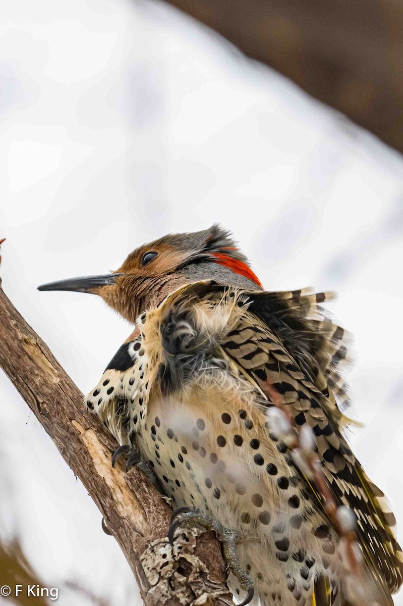 Northern Flicker - Frank King