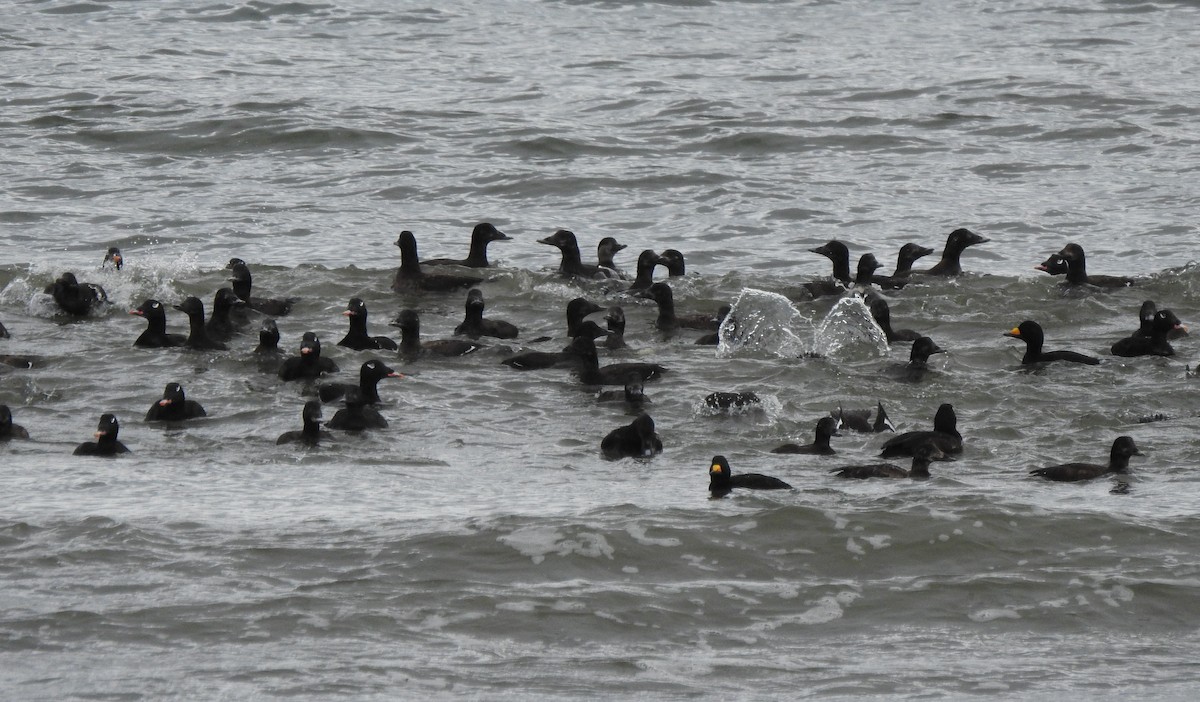 White-winged Scoter - ML615919901