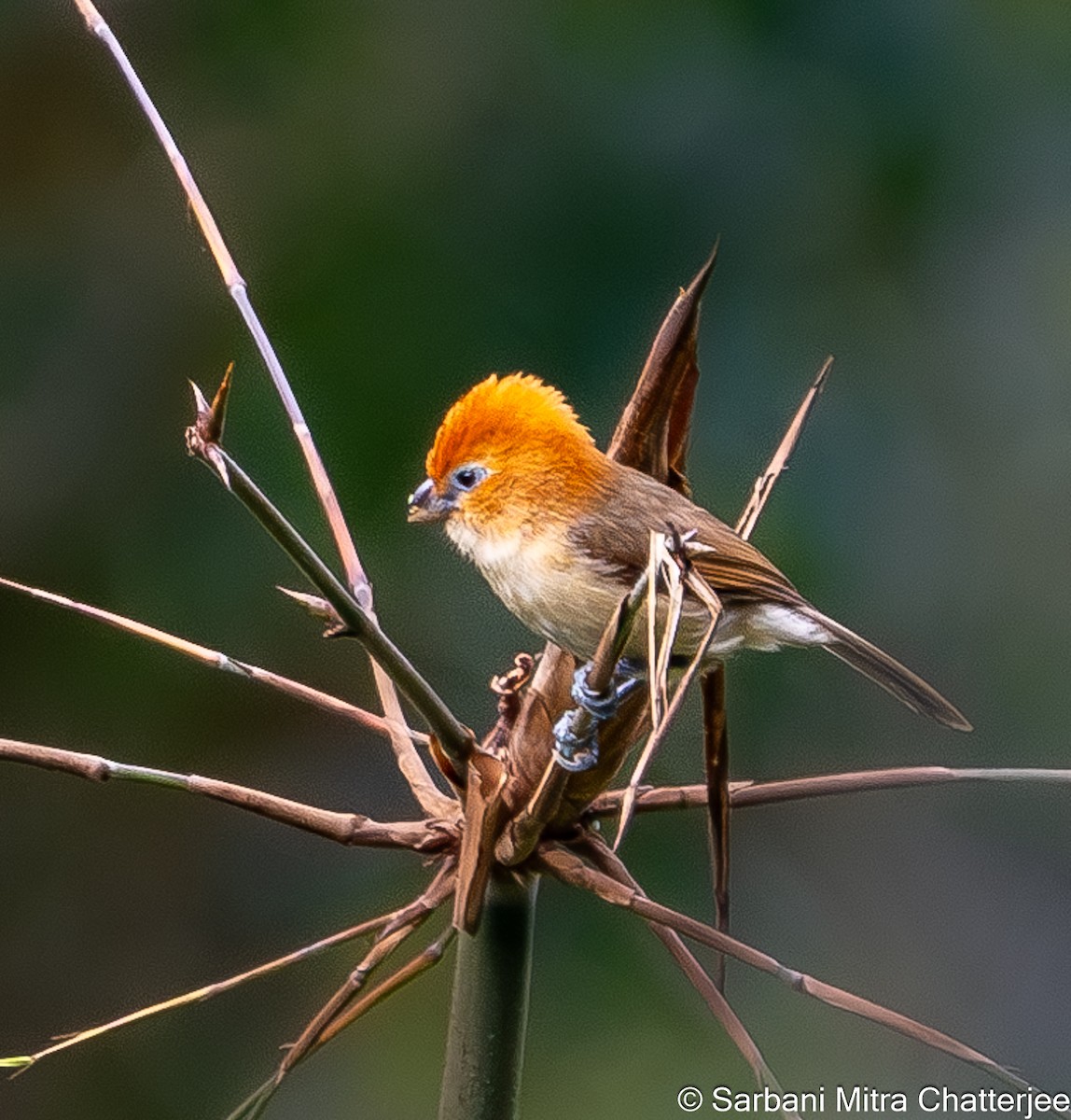 Rufous-headed Parrotbill - Sarbani Chatterjee