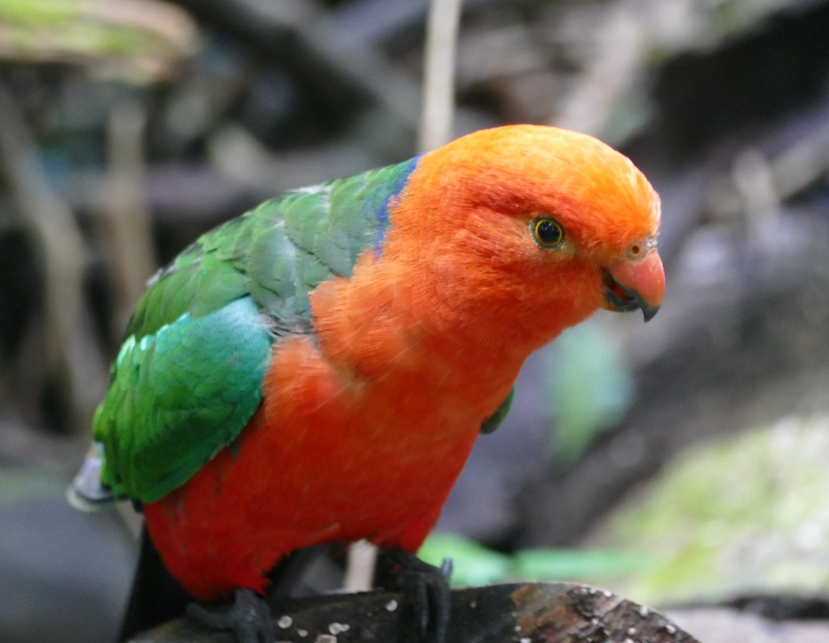 Avustralya Kral Papağanı - ML615919936