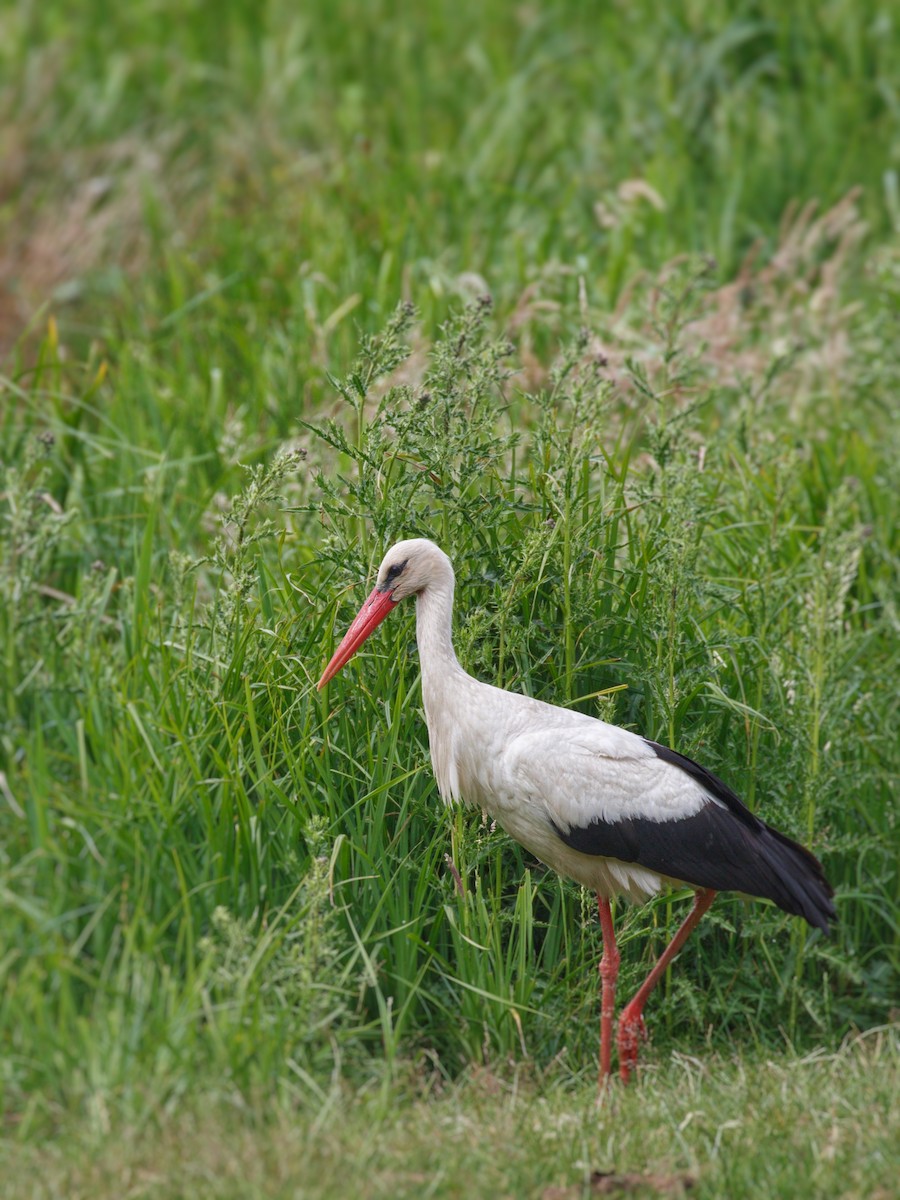 White Stork - ML615919944