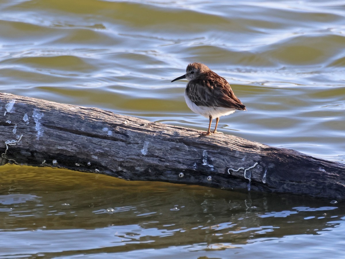 pygmésnipe - ML615919968