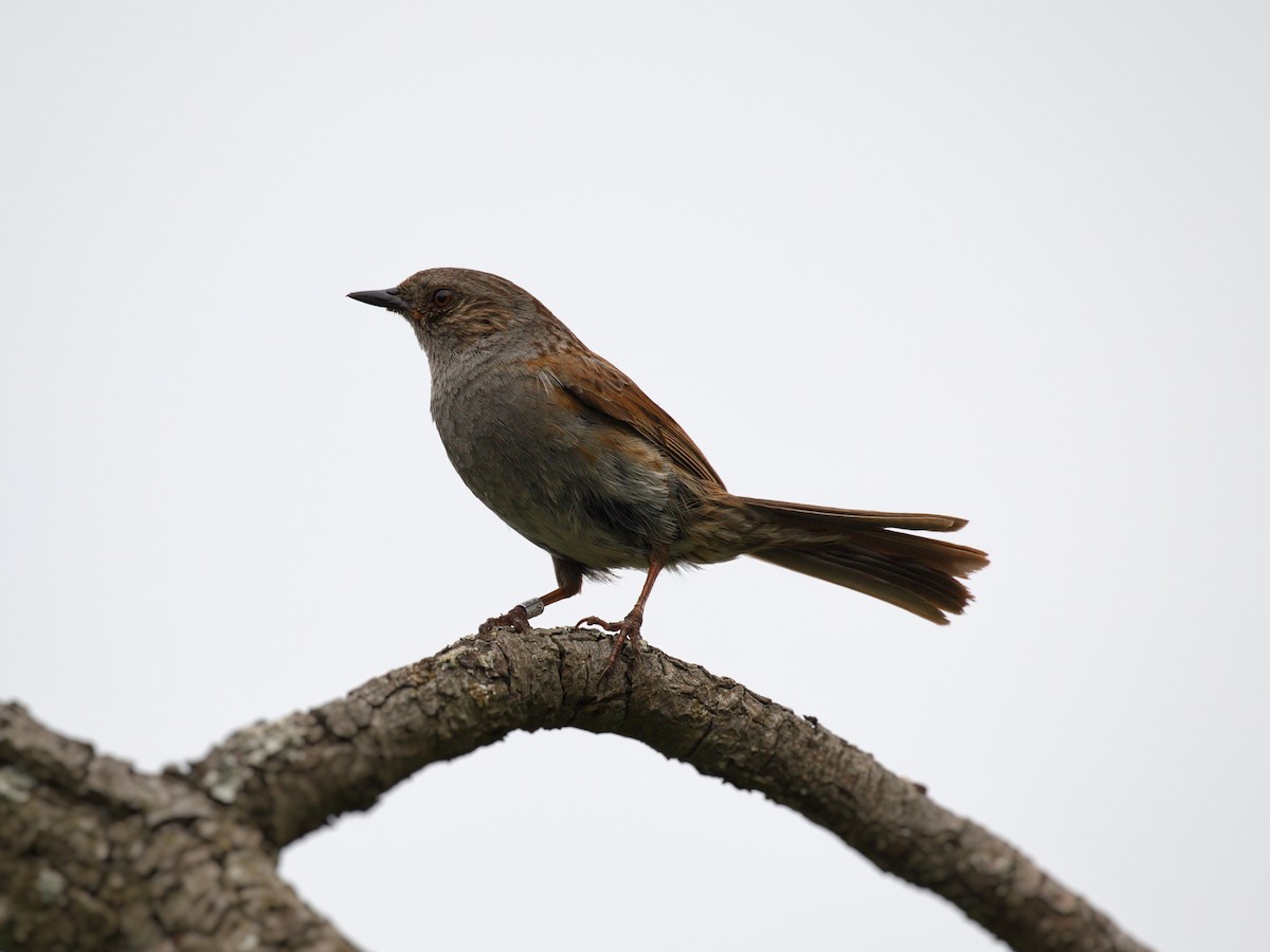 Dunnock - ML615919976