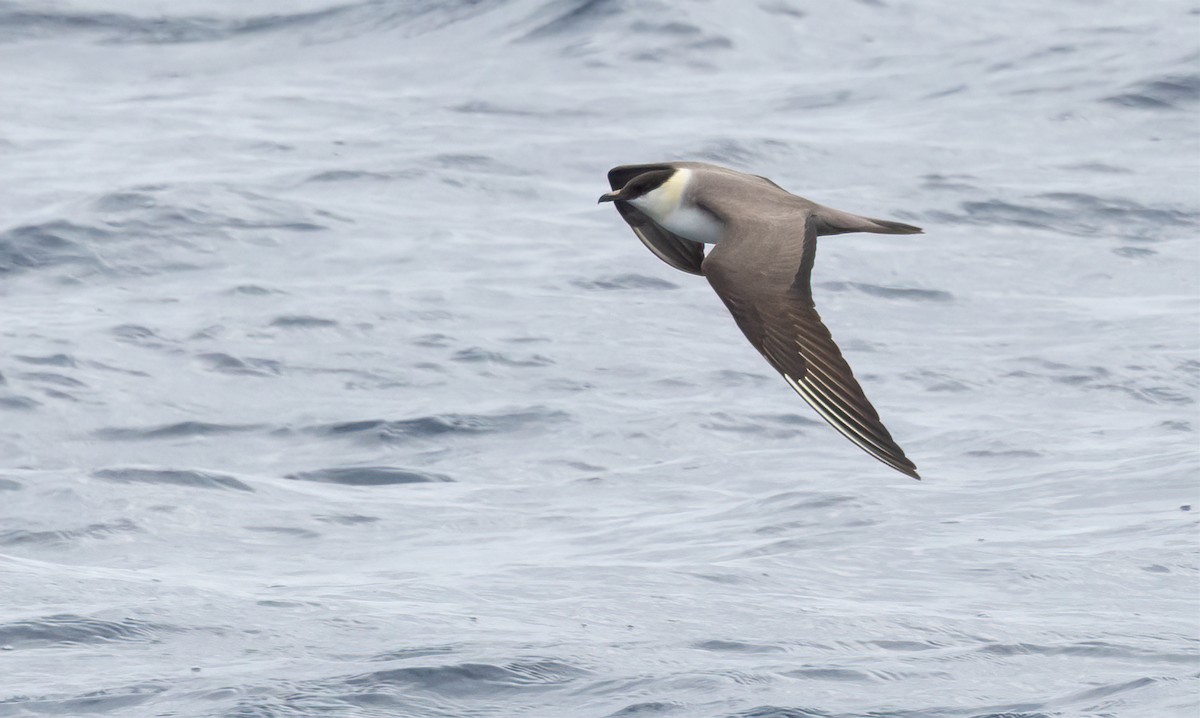 Long-tailed Jaeger - Jay Gilliam