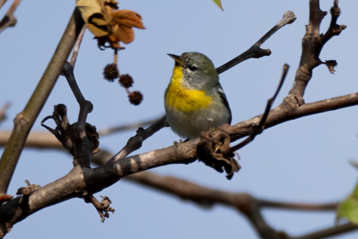 Northern Parula - ML615919995