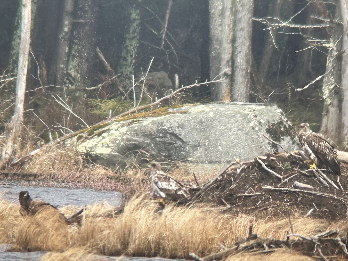 Bald Eagle - ML615920006