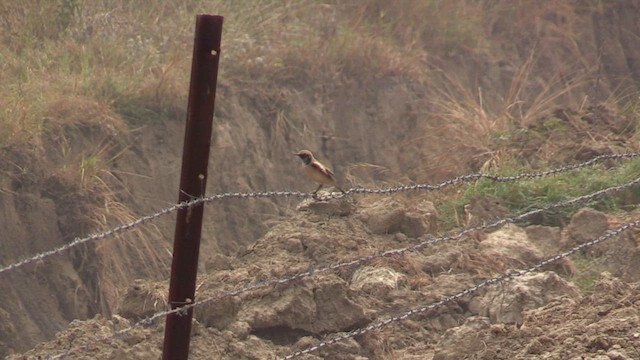 Desert Wheatear - ML615920048