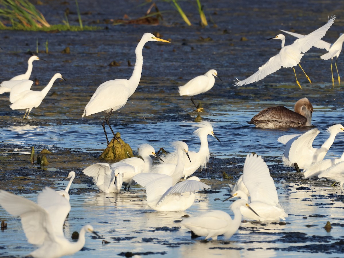 Great Egret - ML615920063