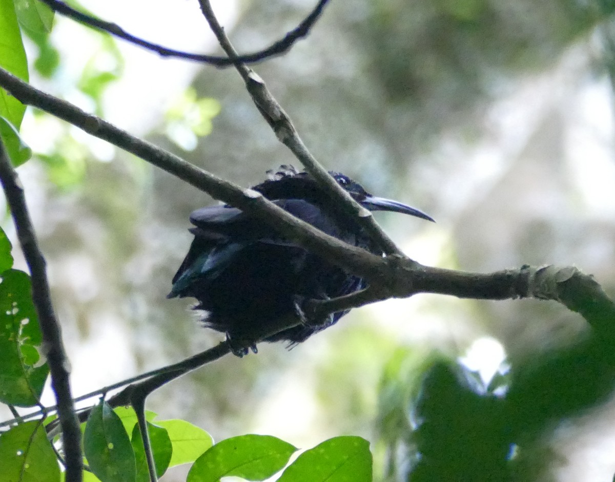 Paradise Riflebird - ML615920097