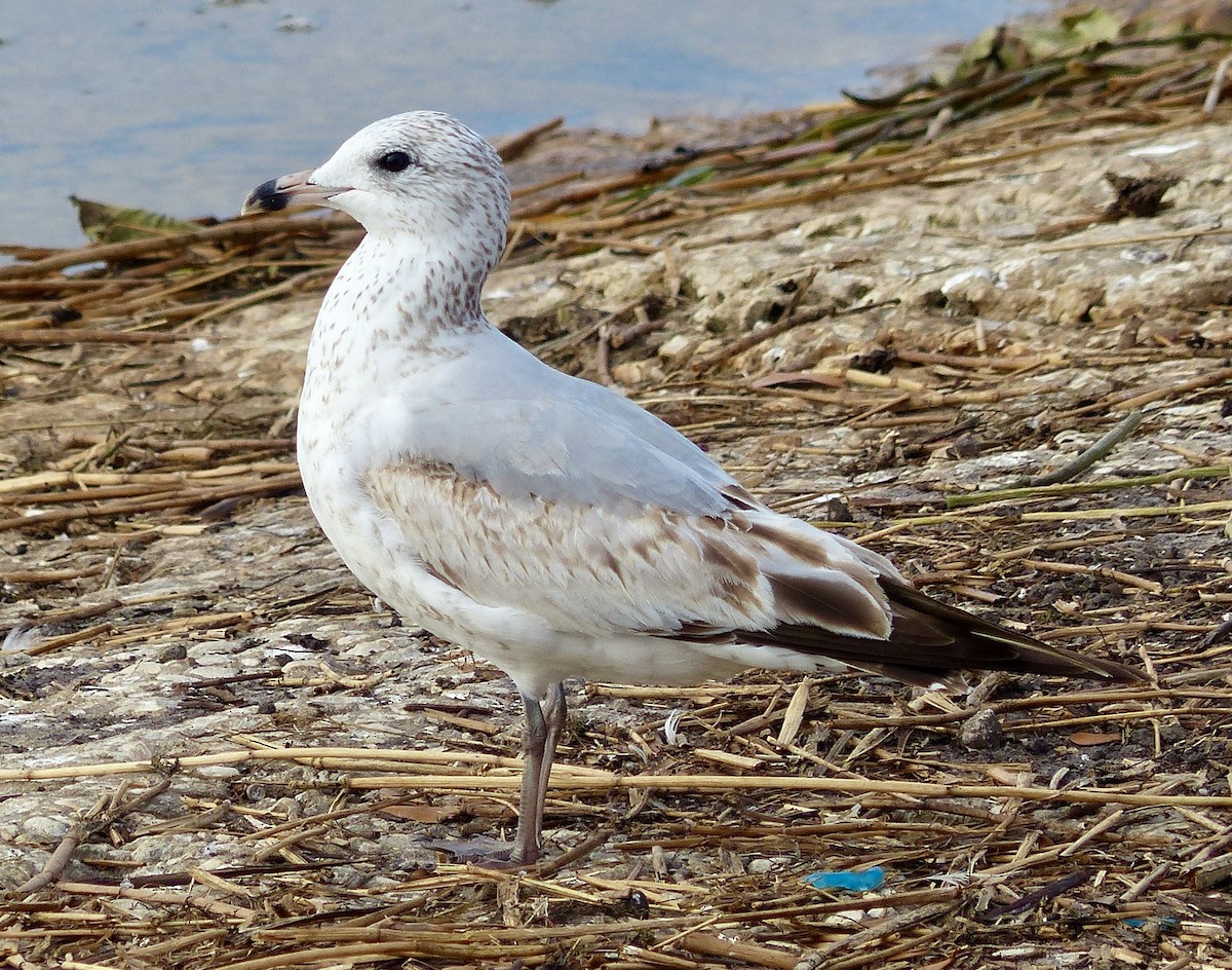 Ring-billed Gull - ML615920114
