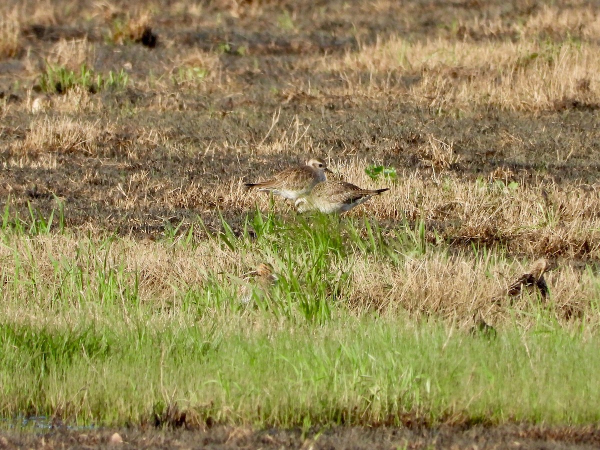 American Golden-Plover - ML615920149