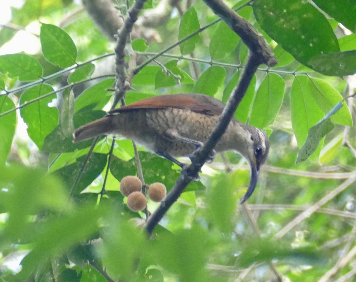 Paradise Riflebird - ML615920151