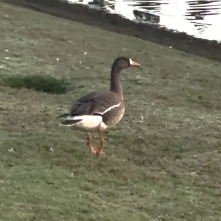 Greater White-fronted Goose - Ike Ikemori