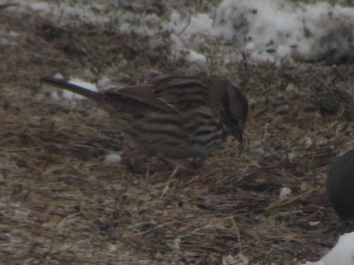 Song Sparrow - Nancy Brown