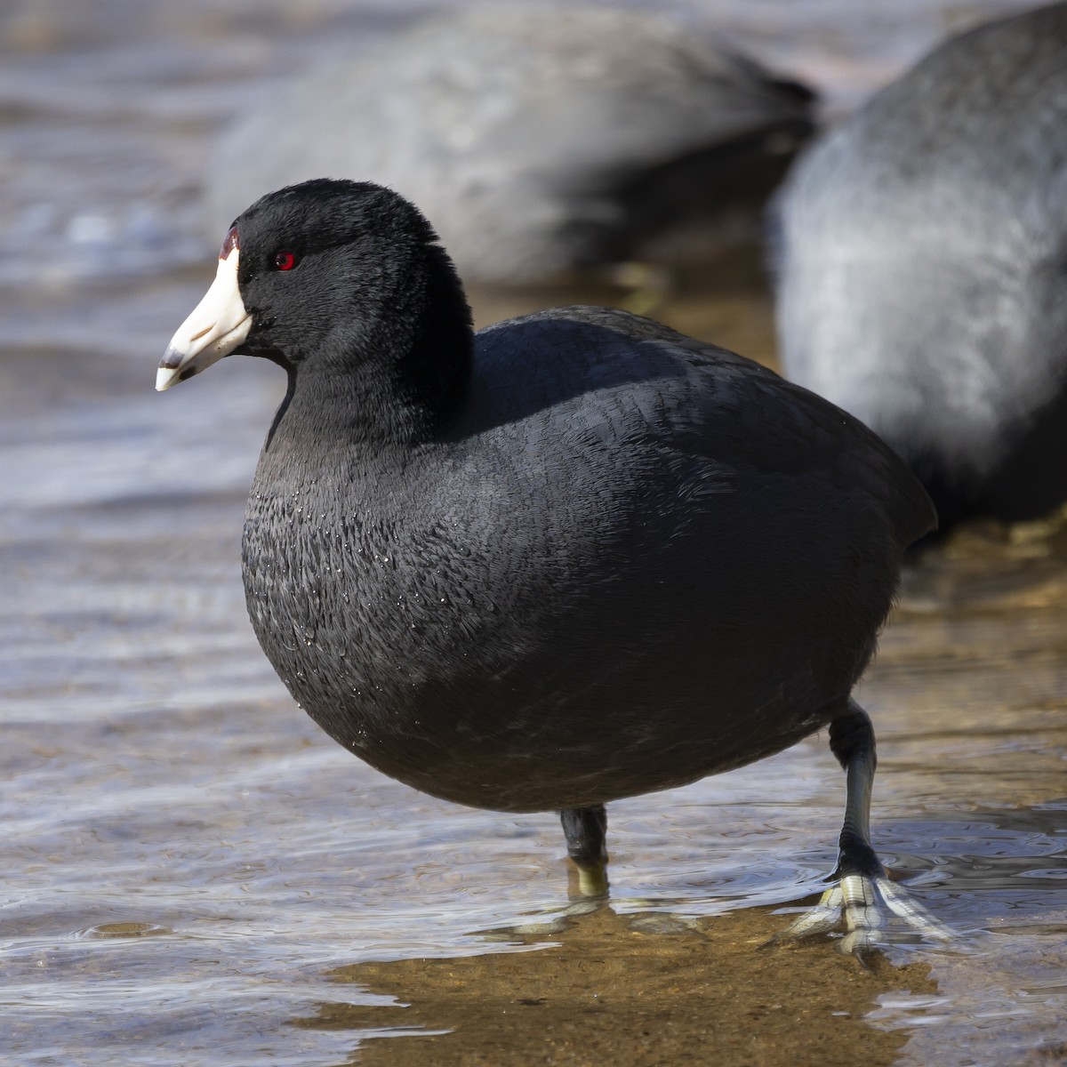 American Coot - ML615920257