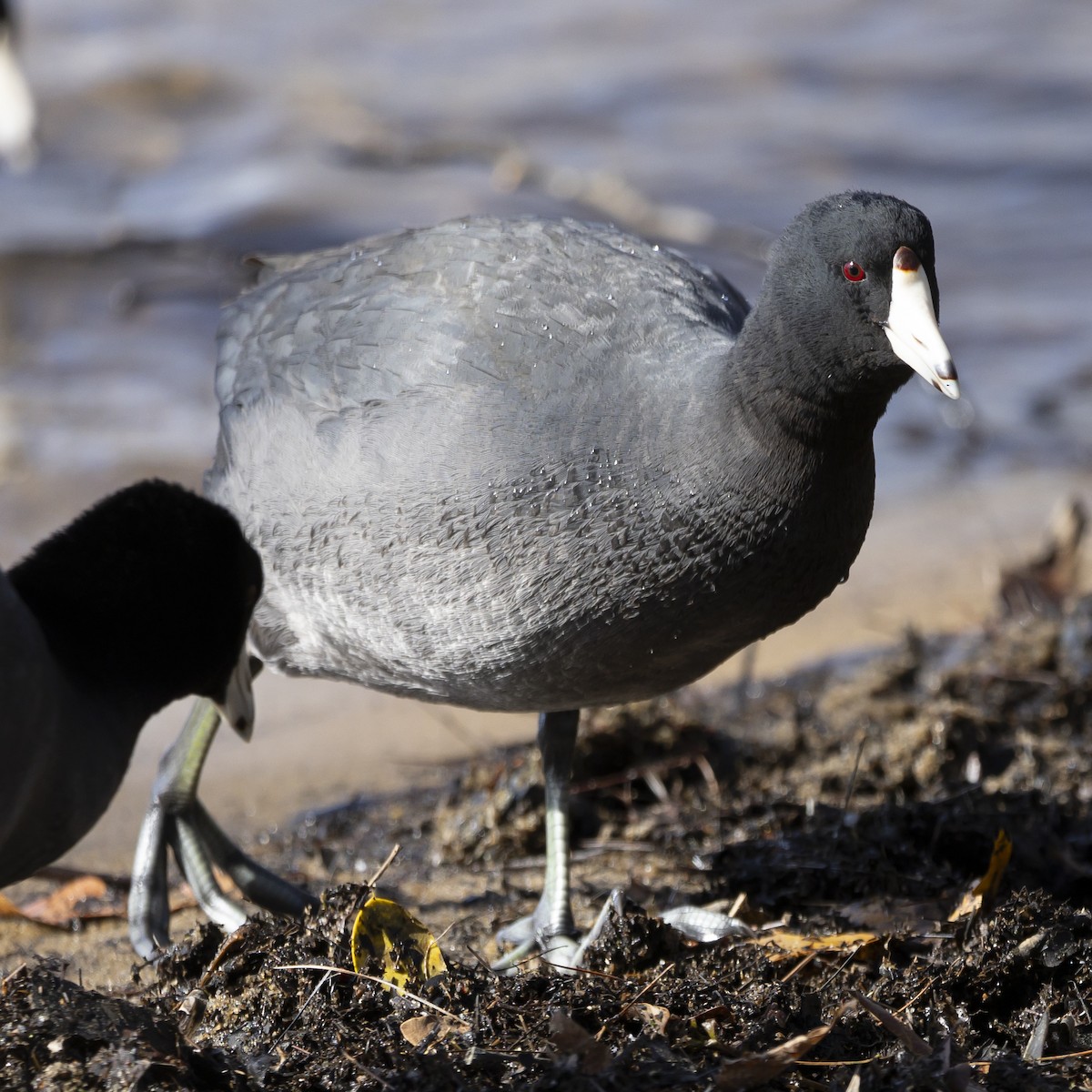 American Coot - ML615920258