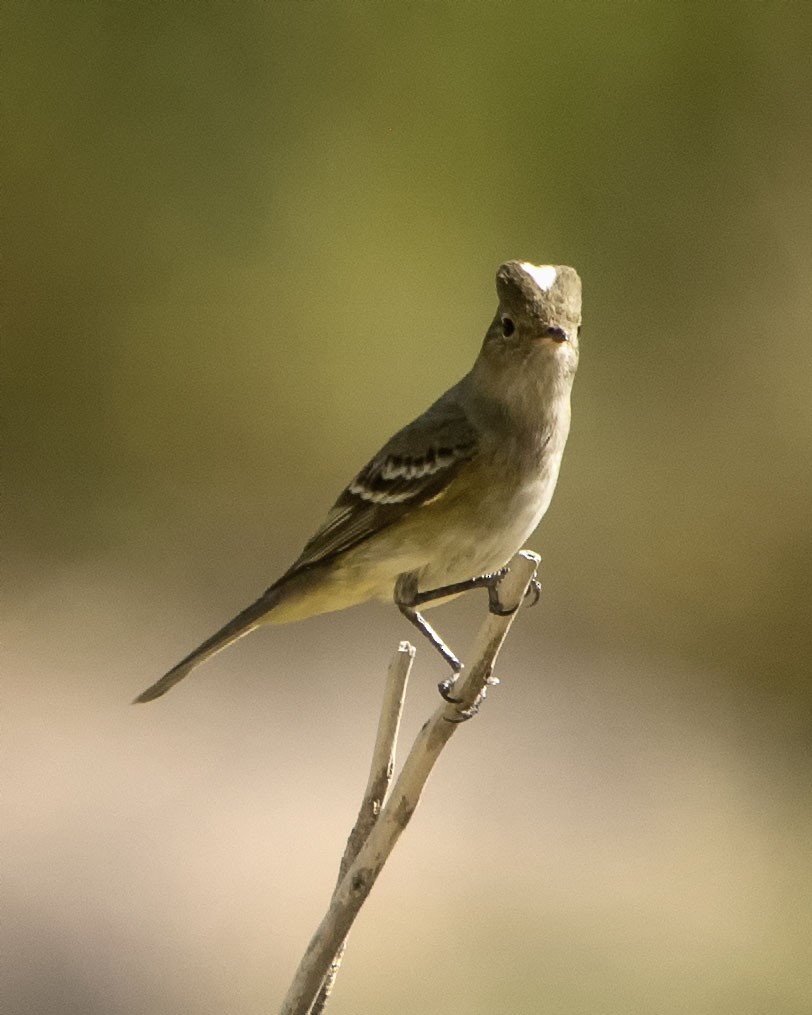 White-crested Elaenia - ML615920439