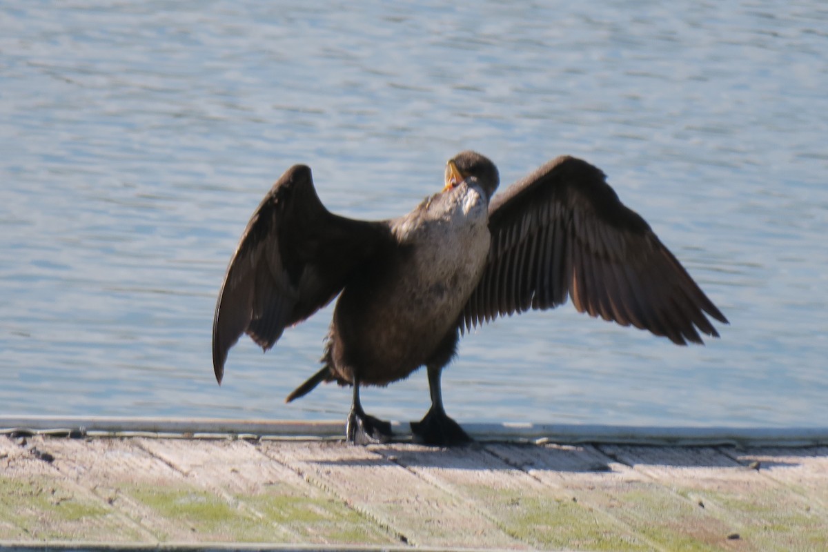 Double-crested Cormorant - ML615920478