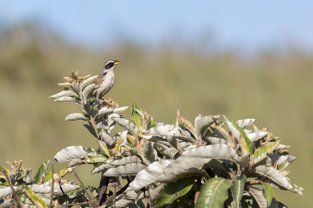 Black-masked Finch - ML615920529