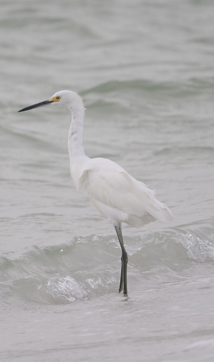 Snowy Egret - ML615920569