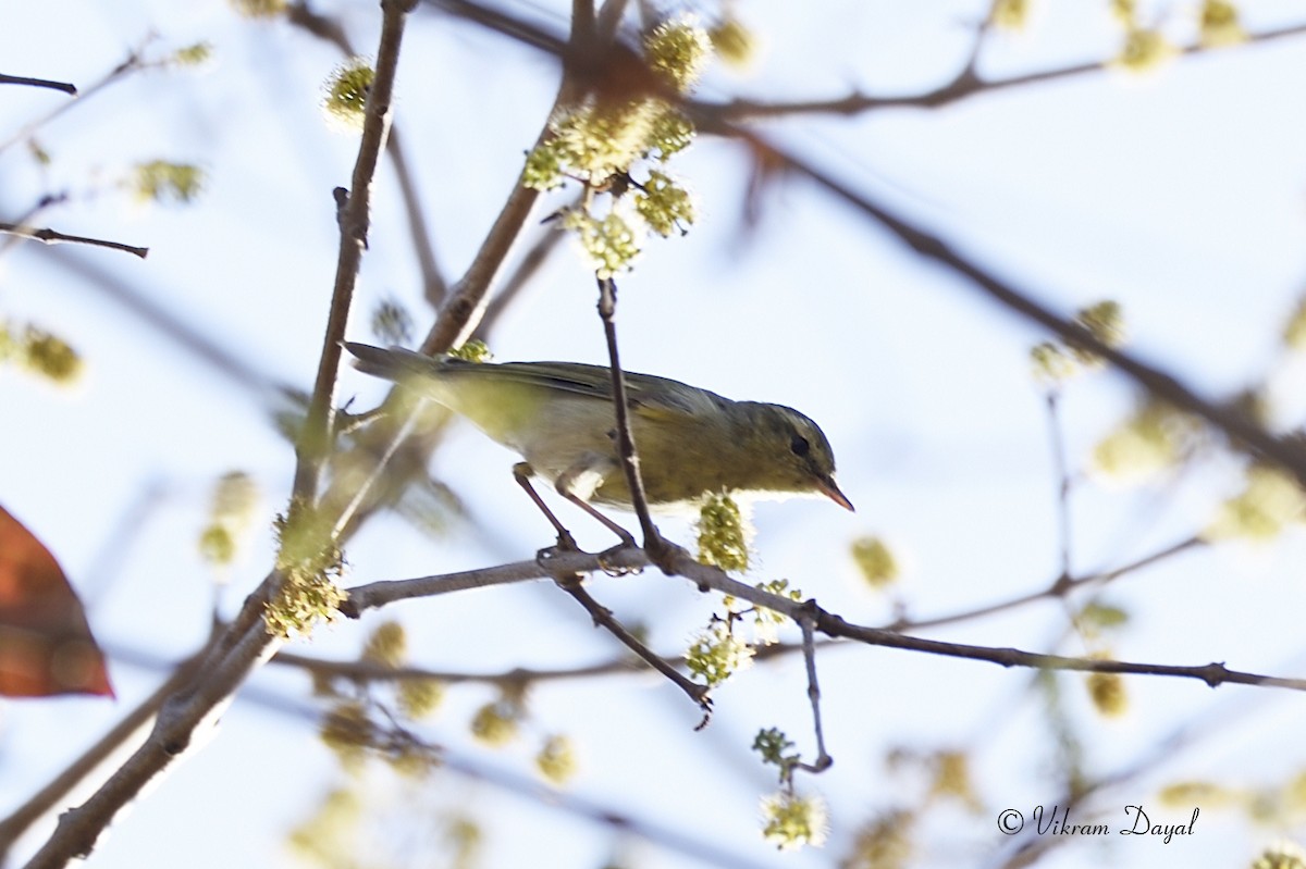 Greenish Warbler - Vikram Dayal (www.incredibleafricasafaris.com)