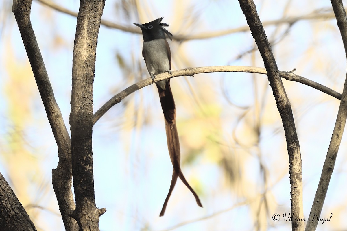 Indian Paradise-Flycatcher - Vikram Dayal (www.incredibleafricasafaris.com)