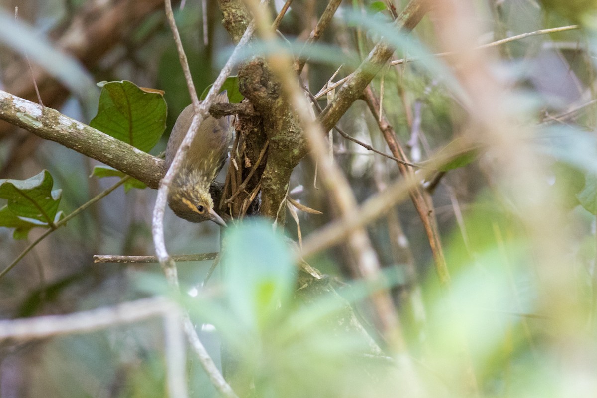 Buff-browed Foliage-gleaner - Helberth Peixoto