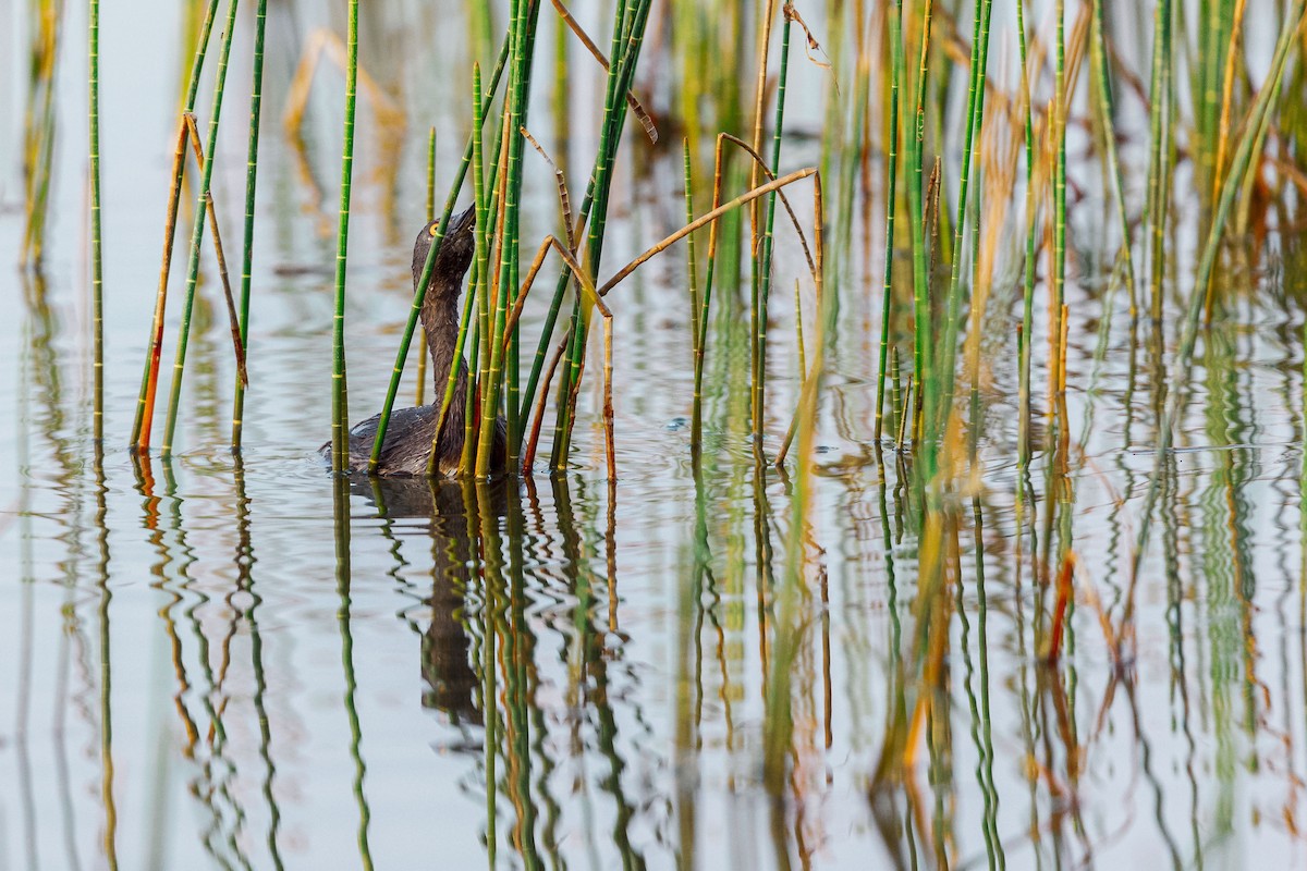 Least Grebe - ML615920700