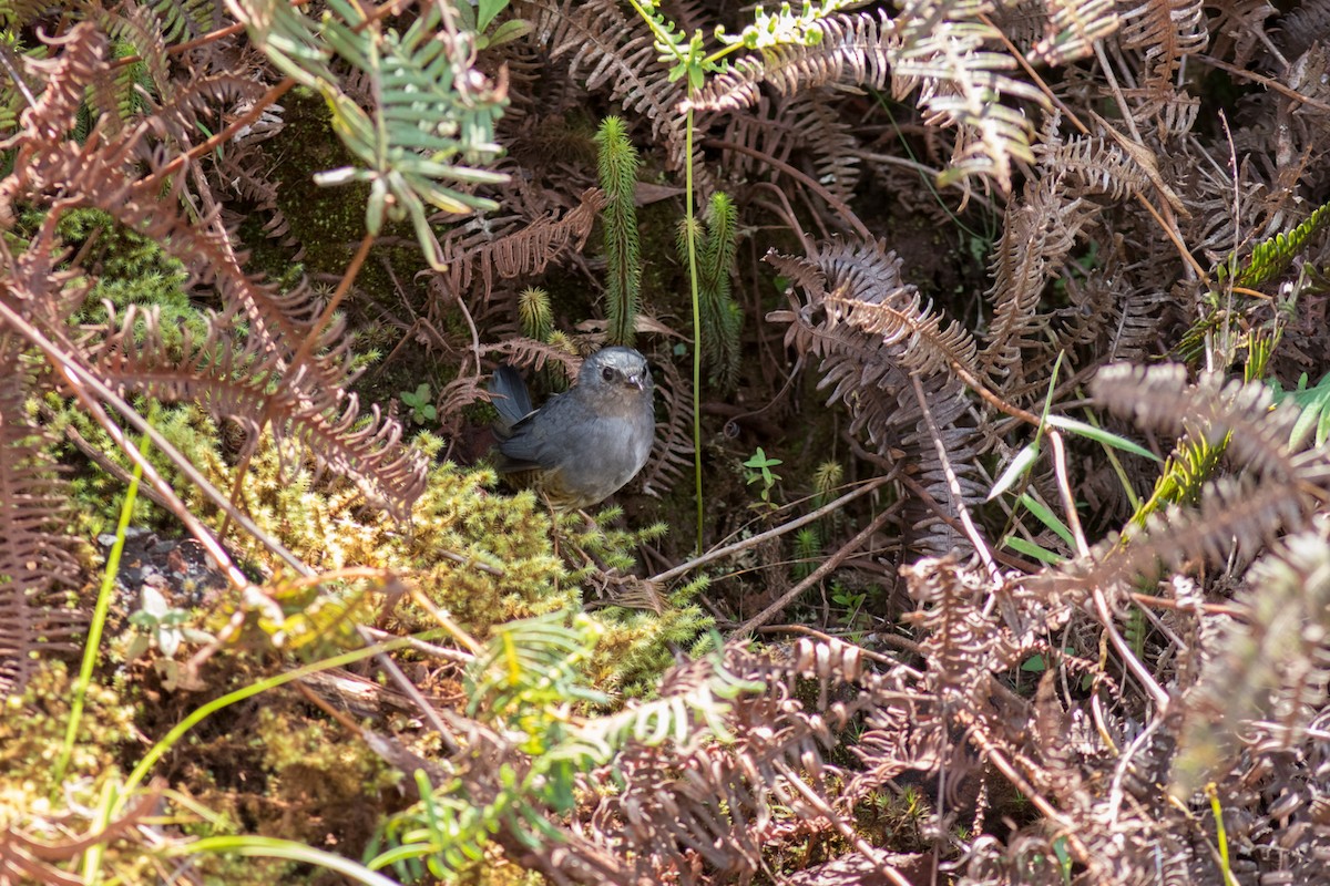 Rock Tapaculo - ML615920718