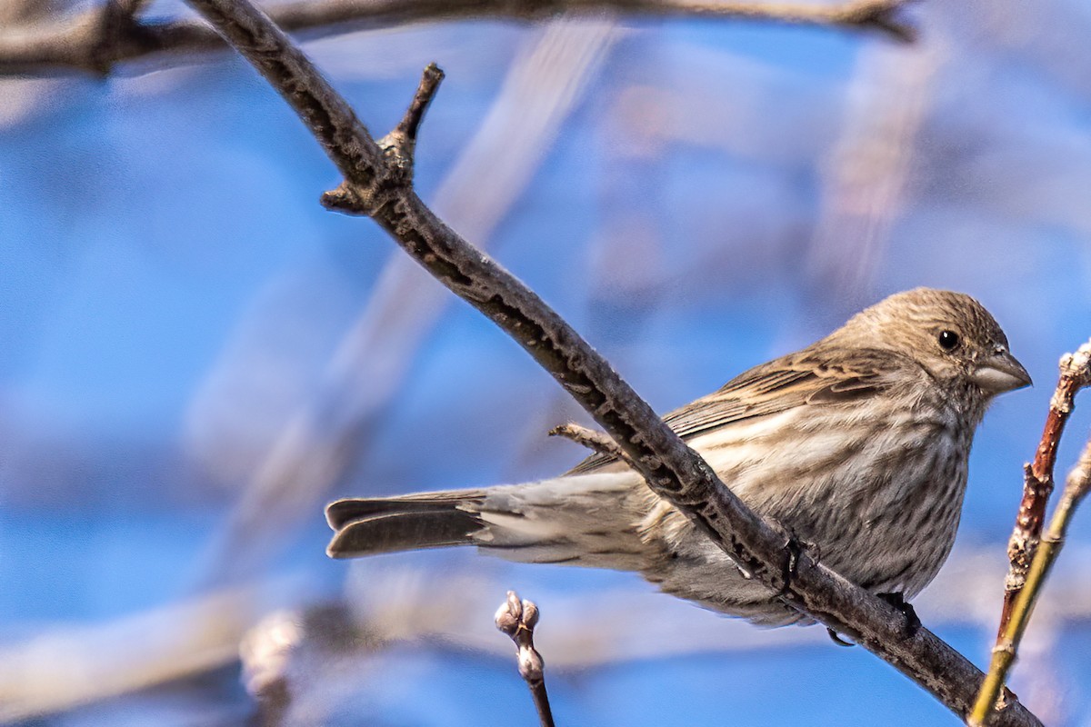 House Finch - ML615920725