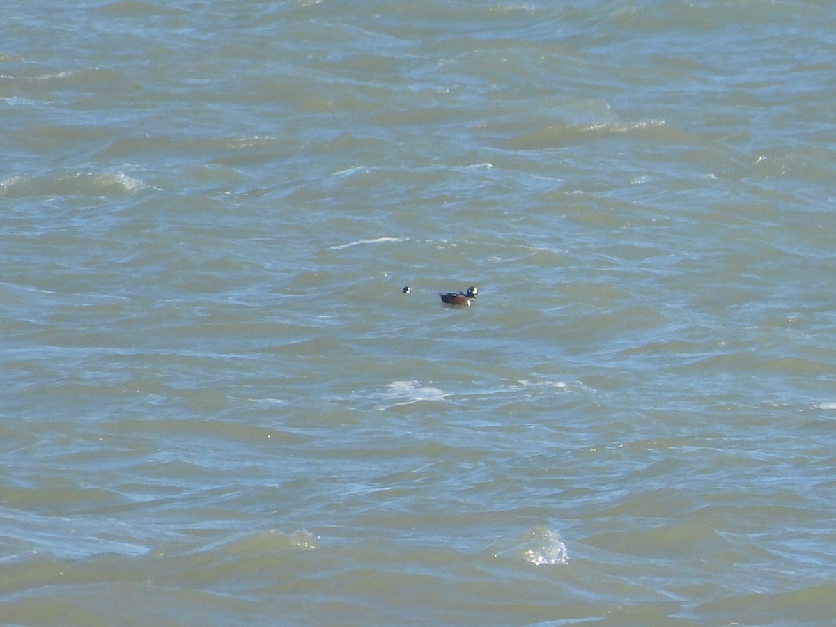 Harlequin Duck - ML615920733