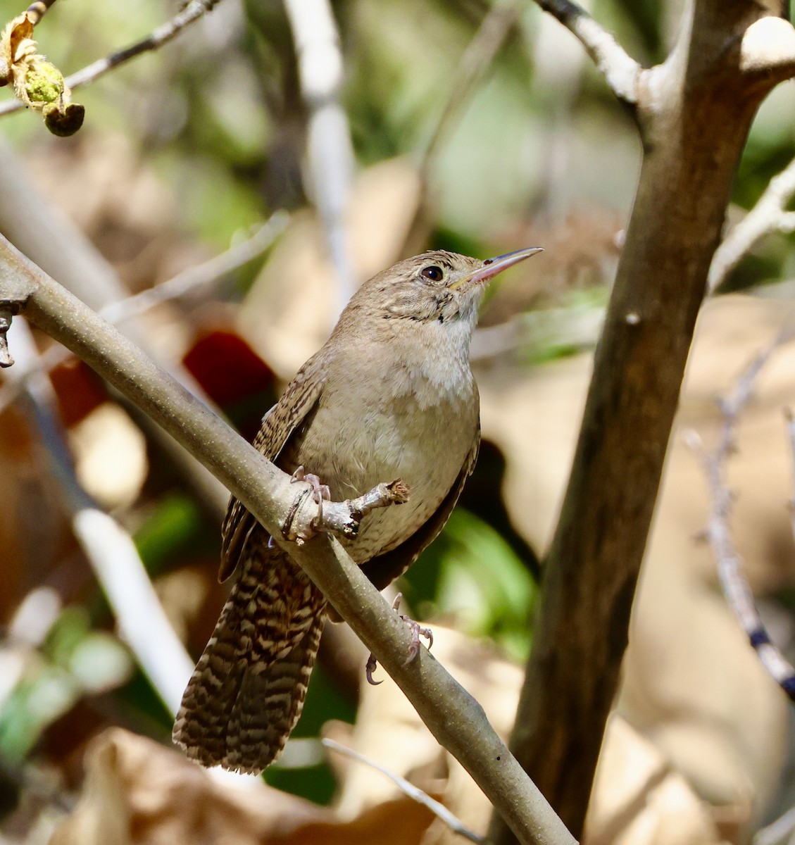 House Wren - Carolyn Thiele