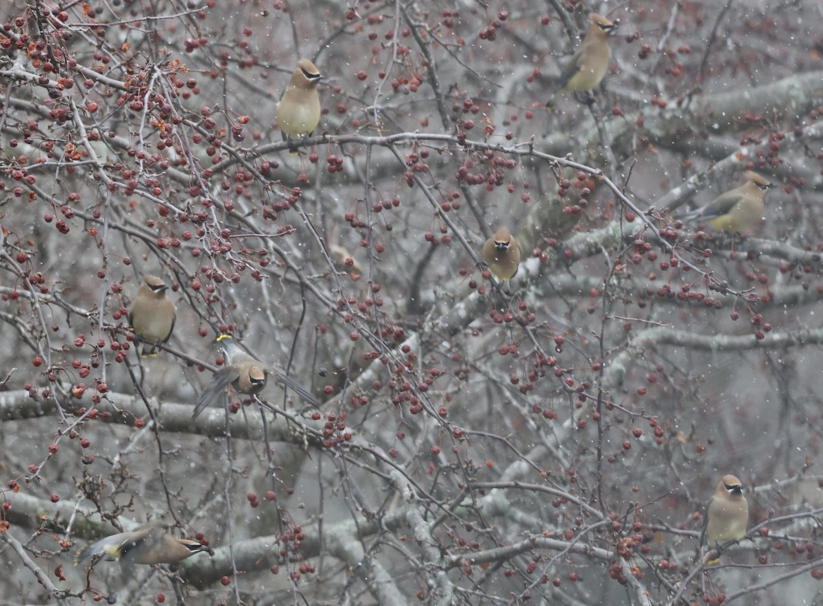 Cedar Waxwing - PC Smith