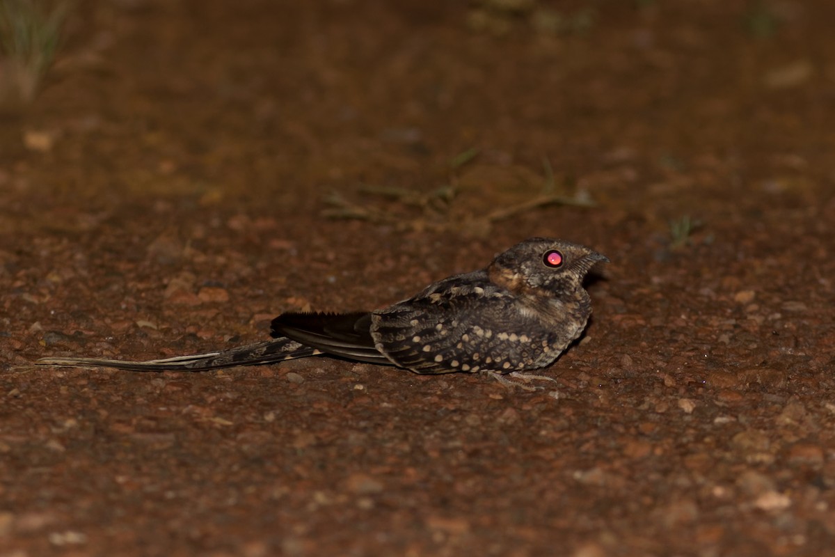 Scissor-tailed Nightjar - ML615920769