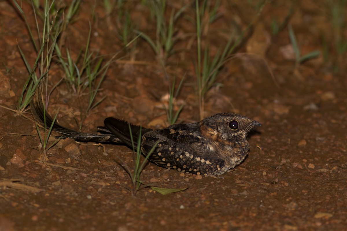 Scissor-tailed Nightjar - ML615920770