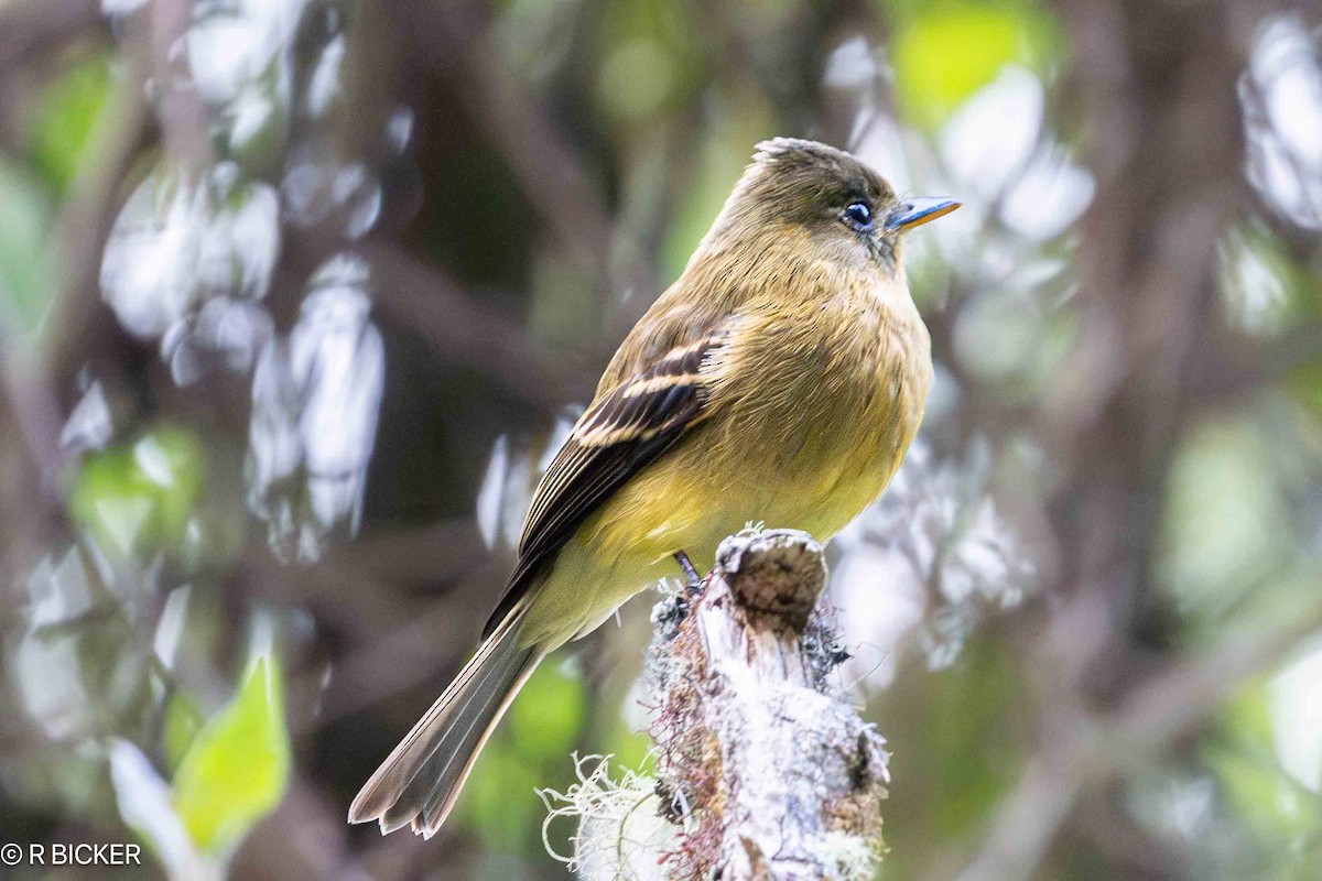 Ochraceous Pewee - ML615920805