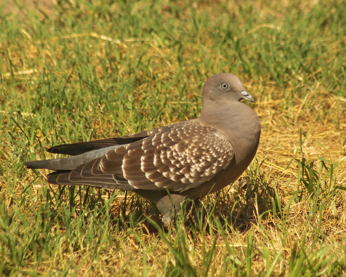 Spot-winged Pigeon - ML615920829