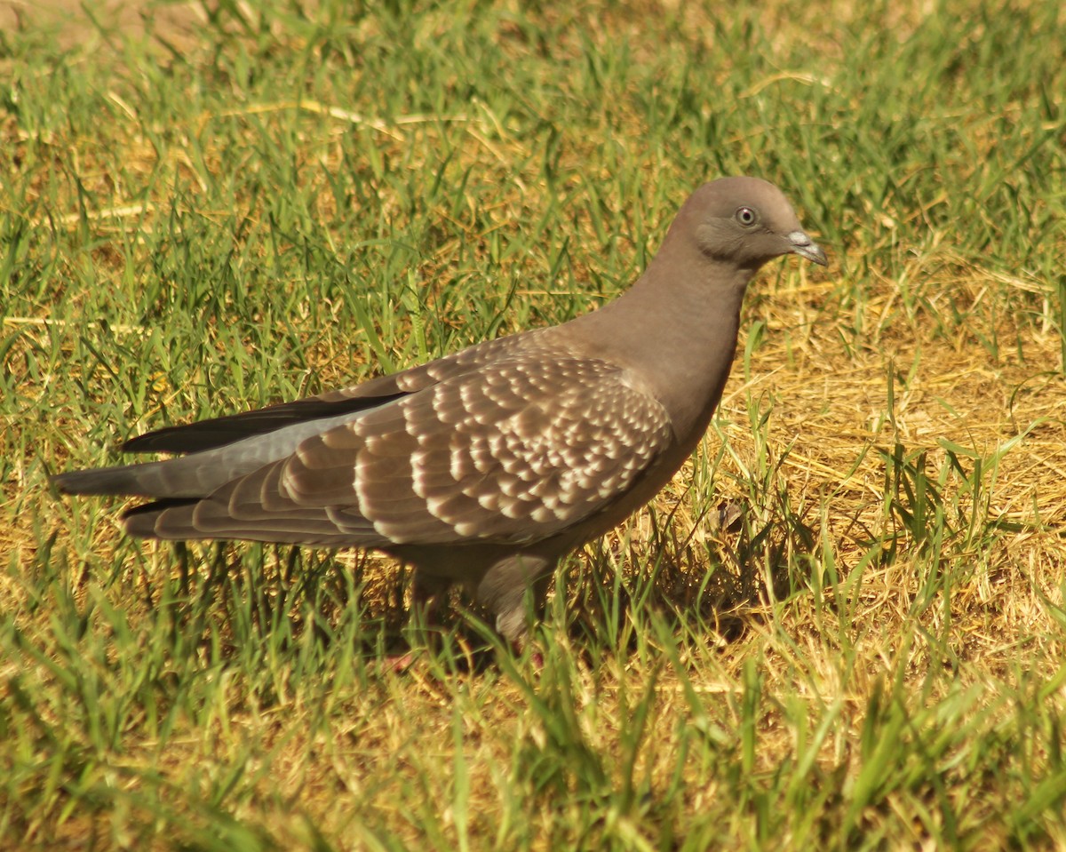 Spot-winged Pigeon - ML615920833