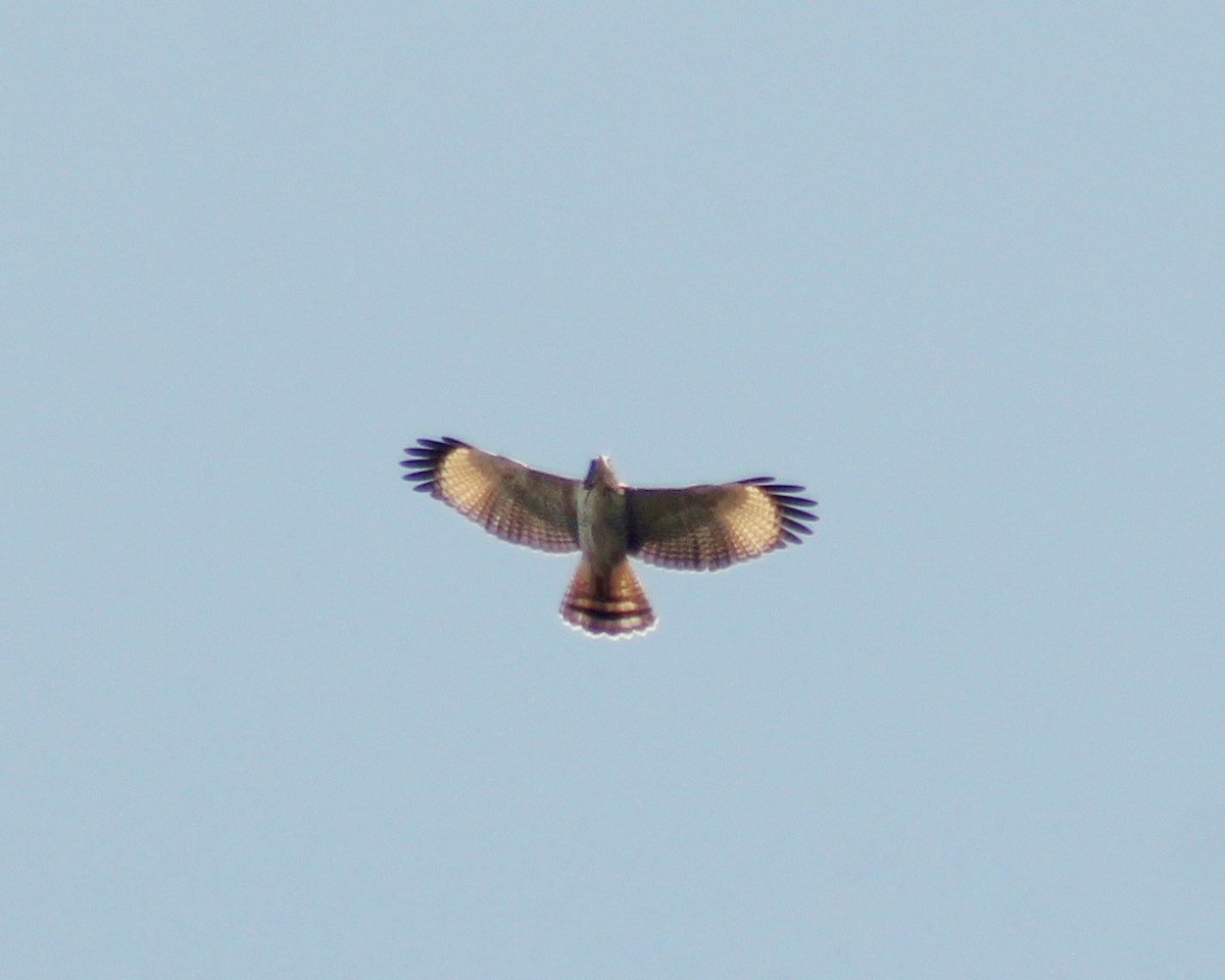 Roadside Hawk - ML615920852