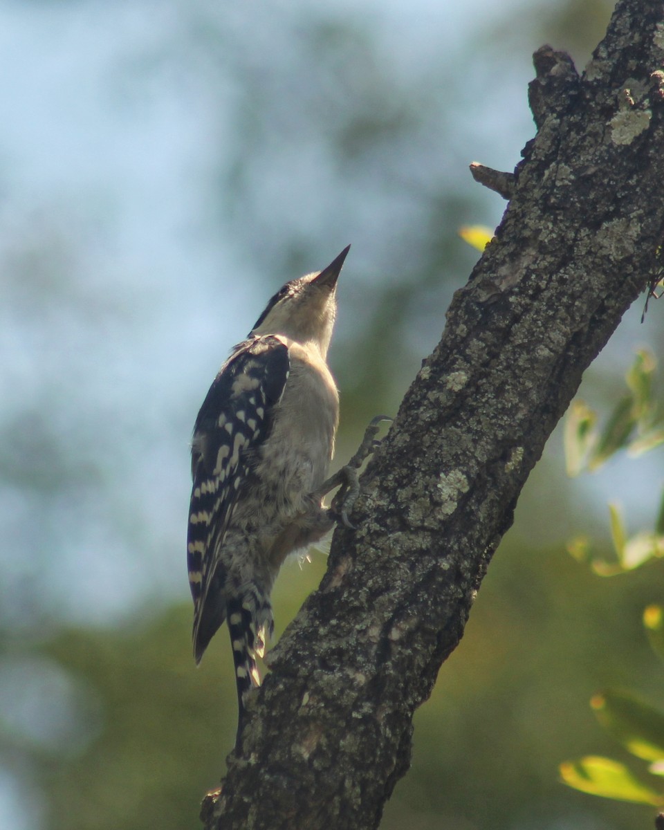 White-fronted Woodpecker - ML615920882