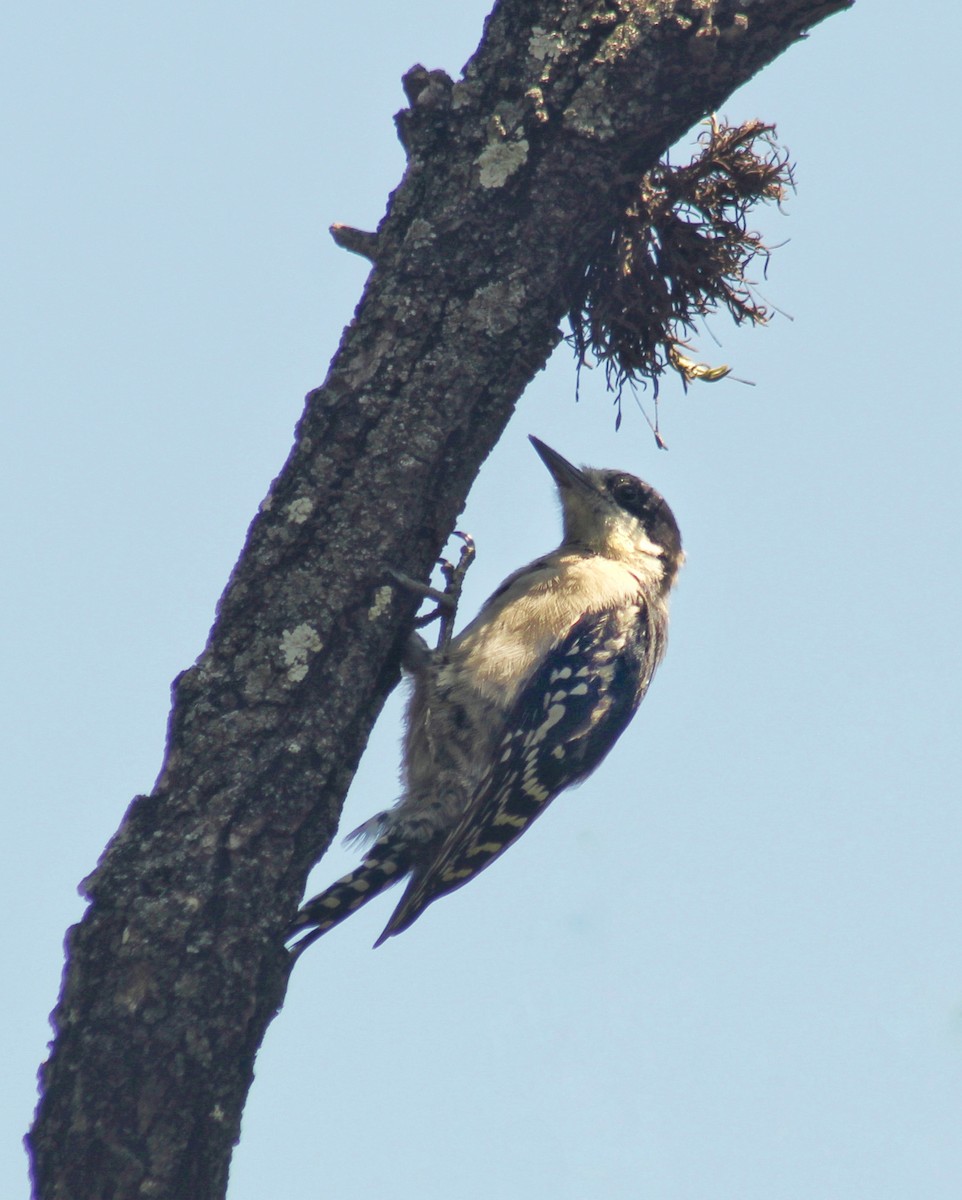 White-fronted Woodpecker - ML615920883