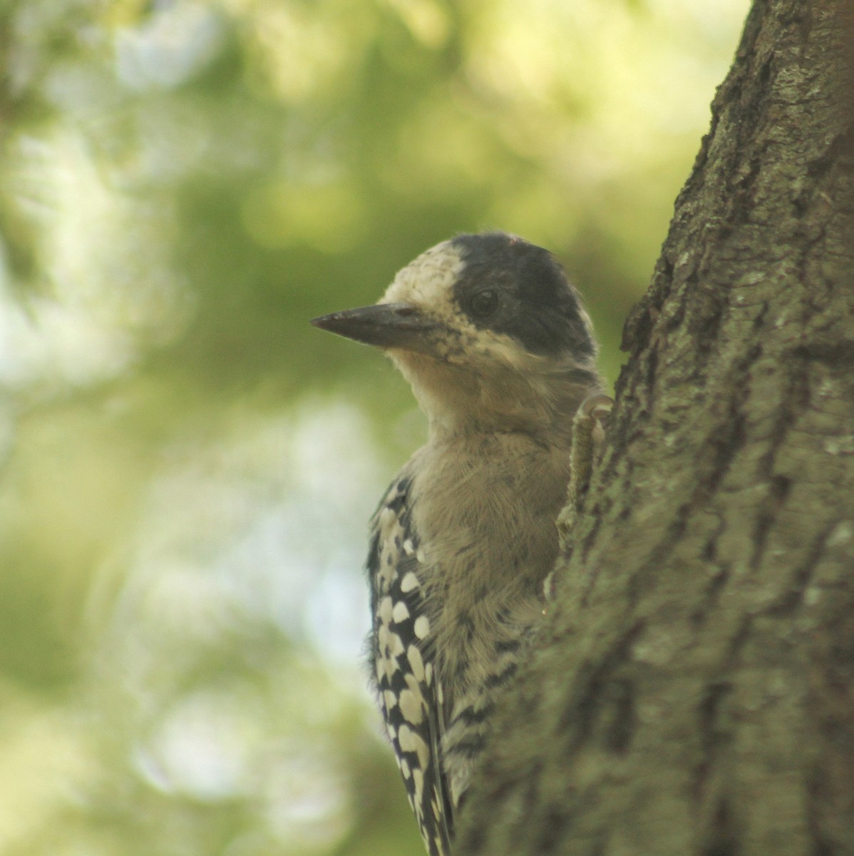White-fronted Woodpecker - ML615920887