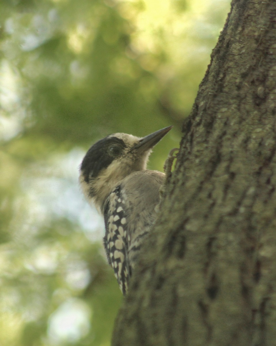 White-fronted Woodpecker - ML615920888