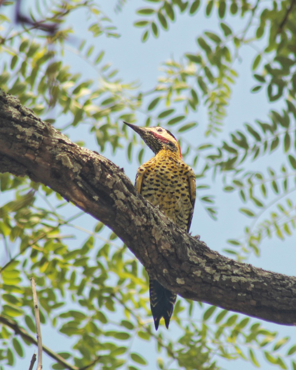 Green-barred Woodpecker - ML615920892